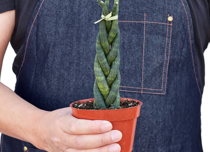 Snake Plant Braided