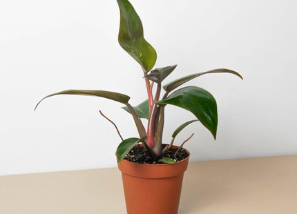 Philodendron 'Birkin Pink'