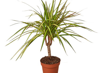 Dracaena Marginata 'Sunshine'