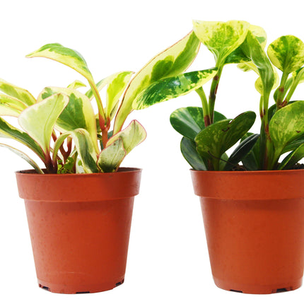 2 Peperomia Plants Variety Pack in 4" Pots - Baby Rubber Plants