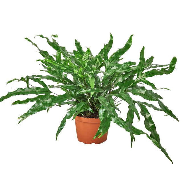 Fern Kangaroo Paw | Live Plant for Indoor & Outdoor | House Plant Decor