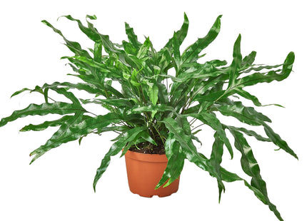 Fern 'Kangaroo Paw'