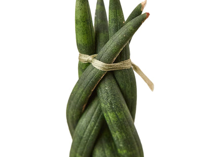 Snake Plant Braided