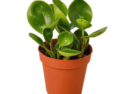 Peperomia Thailand