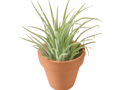 Ionantha Guatemala Tillandsia Air Plant with Terra Cotta