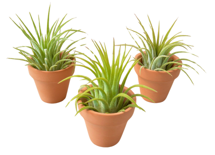 3 Ionantha Air Plants with Mini Terra Cotta Pots