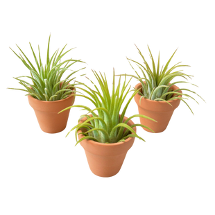 3 Ionantha Air Plants with Mini Terra Cotta Pots