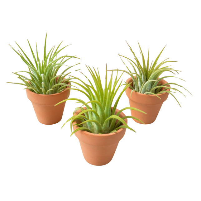 3 Ionantha Air Plants with Mini Terra Cotta Pots