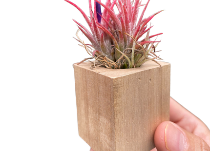 Tillandsia Air Plant Ionantha in Magnetic Wood Planter