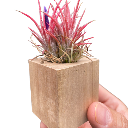 Tillandsia Air Plant Ionantha in Magnetic Wood Planter