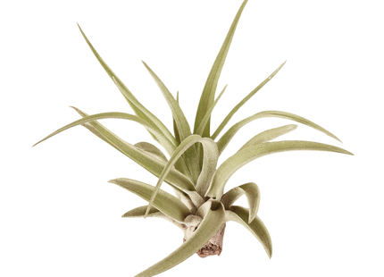 Tillandsia Air Plant Veluntina