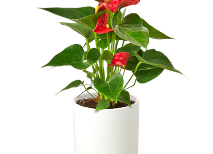 Anthurium 'Red'
