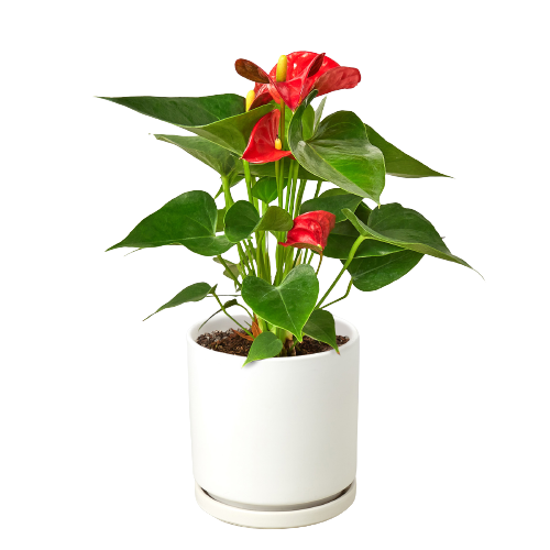 tropical indoor plant with red flower Red Anthurium Plant