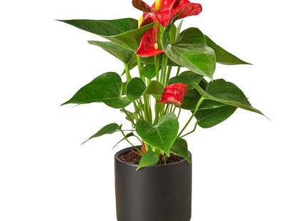 Anthurium 'Red'