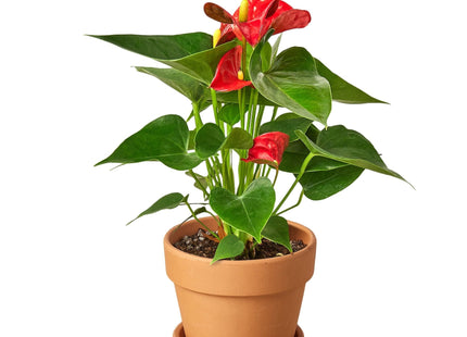 Anthurium 'Red'
