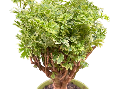 Aralia Ming Gold Mini Bonsai