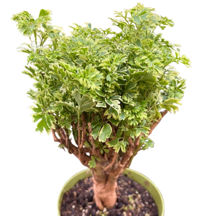 Aralia Ming Gold Mini Bonsai