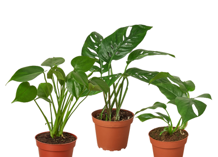 Monstera Bundle
