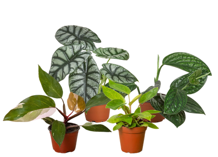Rare Plant Bundle (4 Pack)