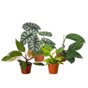 Rare Plant Bundle (4 Pack)