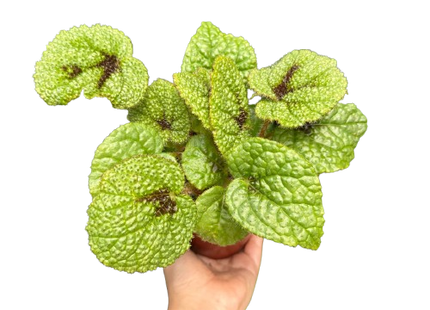 Begonia 'Iron Cross'