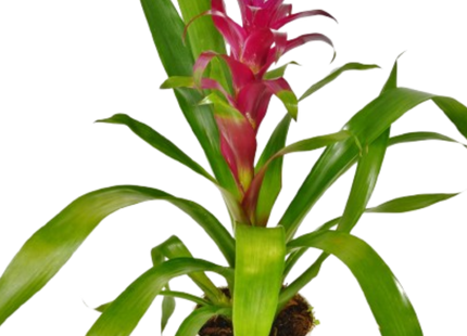 Bromeliad Guzmania 'Purple' - 4" Pot