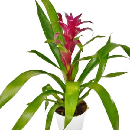 Bromeliad Guzmania 'Purple' - 4" Pot