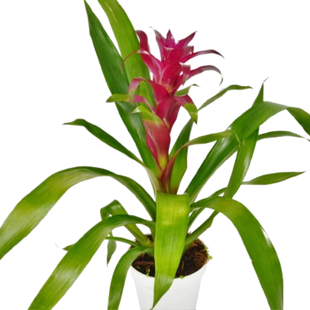Bromeliad Guzmania 'Purple' - 4" Pot