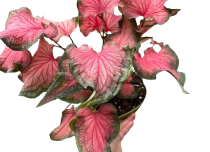 Caladium Red Flash