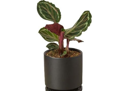 Calathea Roseopicta 'Medallion'