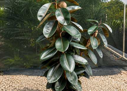 Ficus Elastica 'Burgundy'