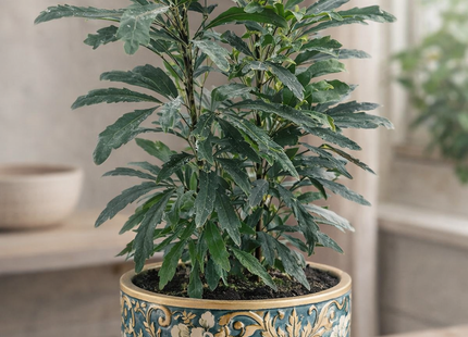 Aralia 'Green'