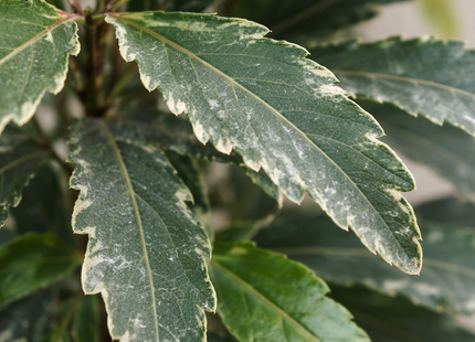 Aralia 'Green'