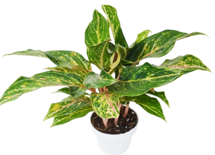 Chinese Evergreen 'Sparkling Sarah' - 6" Pot