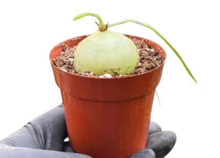 Climbing Onion