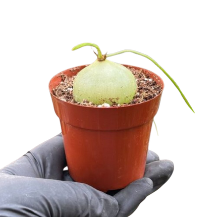 Climbing Onion