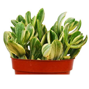 Crassula Ovata 'Variegated Jade' Succulent - 4" Pot