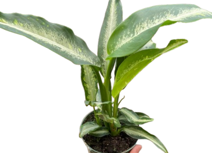 Dieffenbachia Panther
