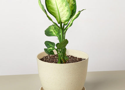 Dieffenbachia Camille