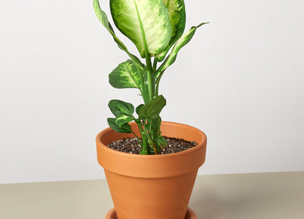 Dieffenbachia Camille