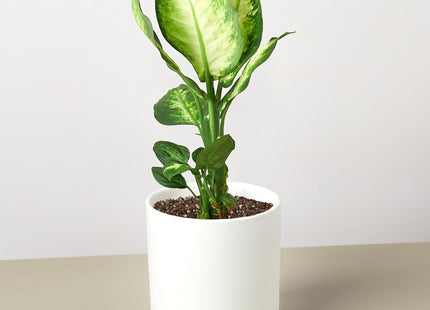 Dieffenbachia Camille