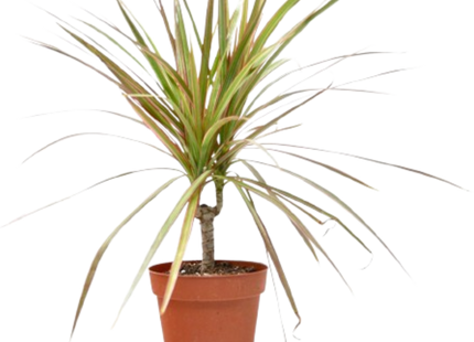 Dracaena 'Red Margined' - 4" Pot