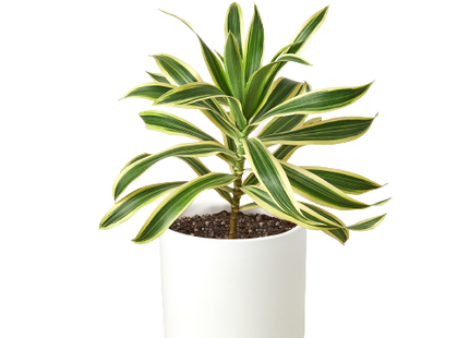 Dracaena 'Song of India'