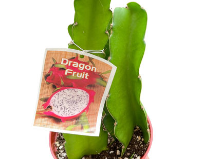 Dragon Fruit