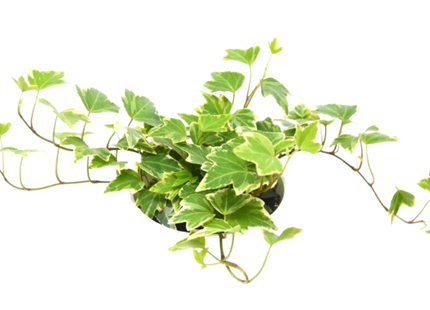 English Ivy 'Eva'