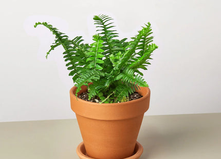 Jester's Crown Fern
