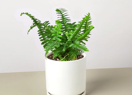 Jester's Crown Fern