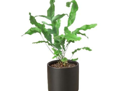 Fern 'Blue Star'