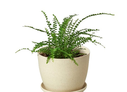 Fern 'Lemon Button'