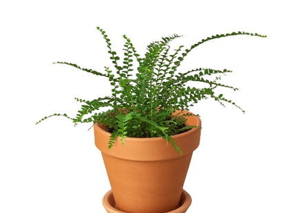 Fern 'Lemon Button'